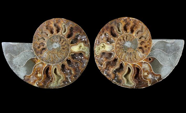 Cut & Polished Ammonite Fossil - Agatized #79708